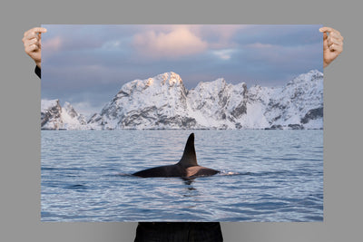 Ice and Orca | Norway – Wildlife Photography