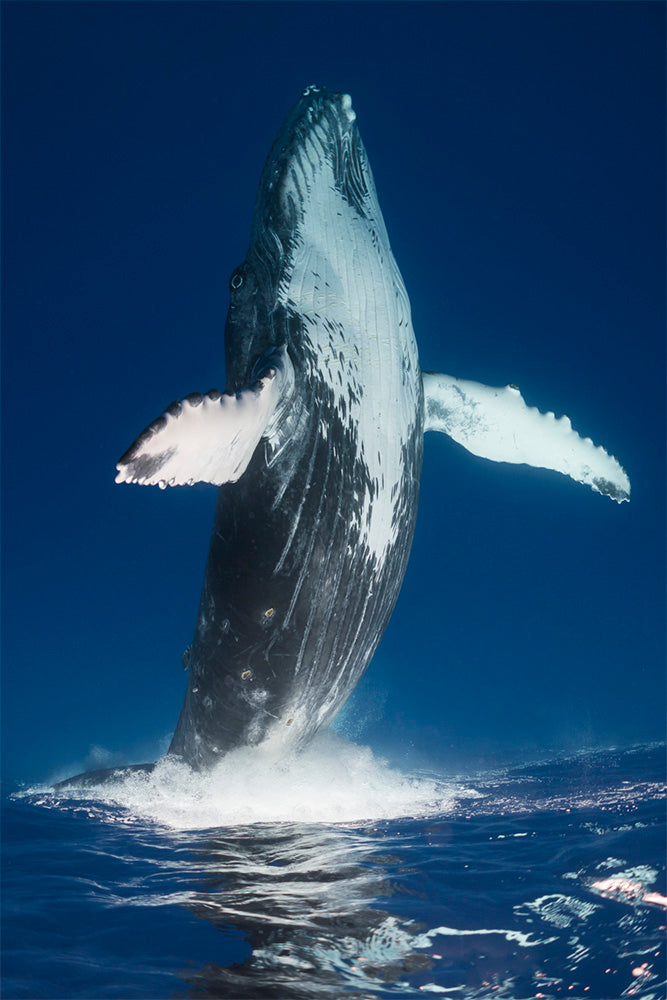 Inverted | Tonga – Wildlife Photography