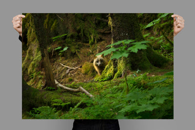 Kodiak Fox | Alaska – Wildlife Photography