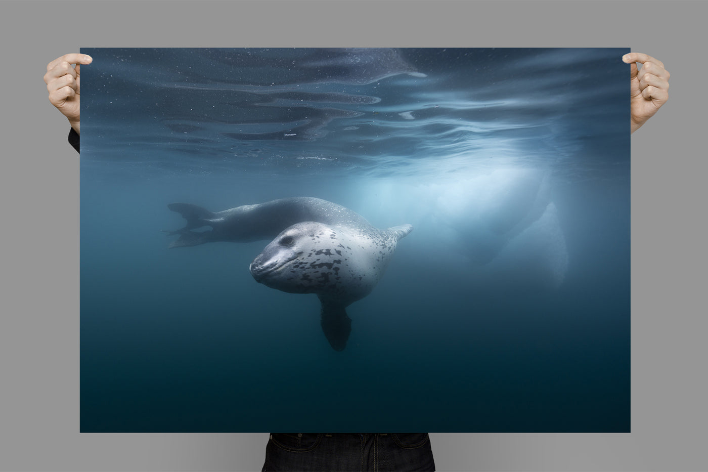Leopard Seal | Antarctica – Wildlife Photography