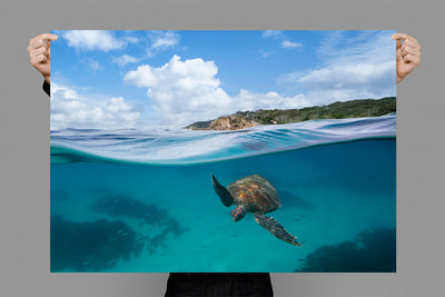 Lighthouse Turtle Byron Bay | Craig Parry Photography