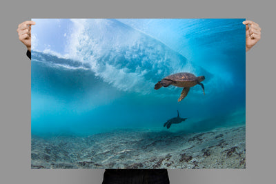 Line Up Turtles | Pacific – Wildlife Photography Prints & Frames