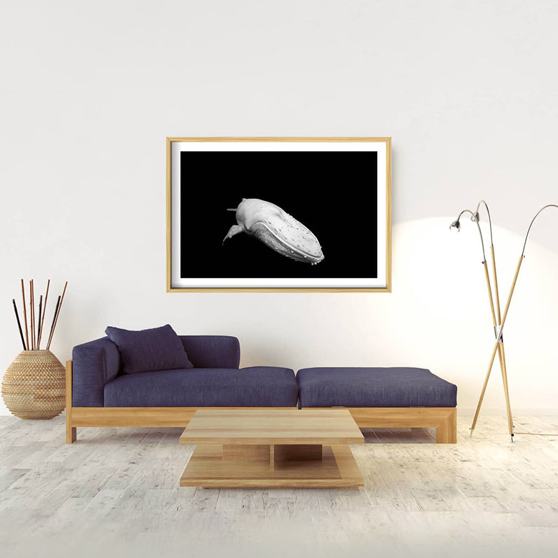 Migaloo | Byron Bay – Limited Edition - Wildlife Photography