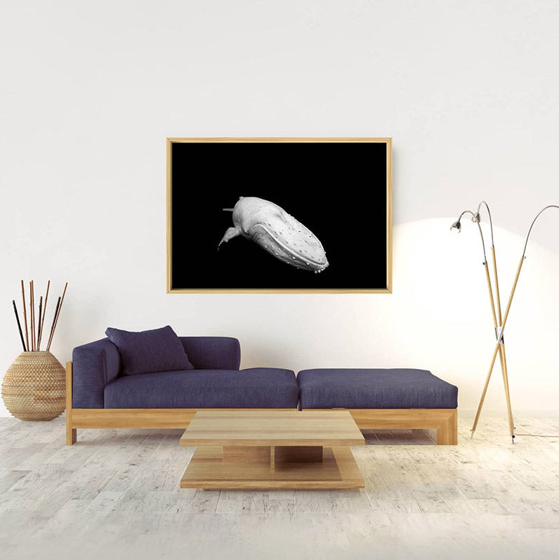 Migaloo | Byron Bay – Limited Edition - Wildlife Photography