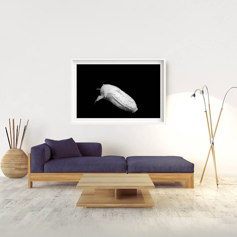 Migaloo | Byron Bay – Limited Edition - Wildlife Photography