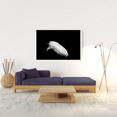 Migaloo | Byron Bay – Limited Edition - Wildlife Photography