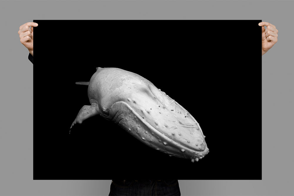 Migaloo | Byron Bay – Limited Edition - Wildlife Photography