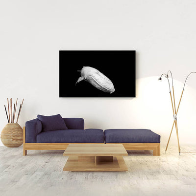 Migaloo | Byron Bay – Limited Edition - Wildlife Photography