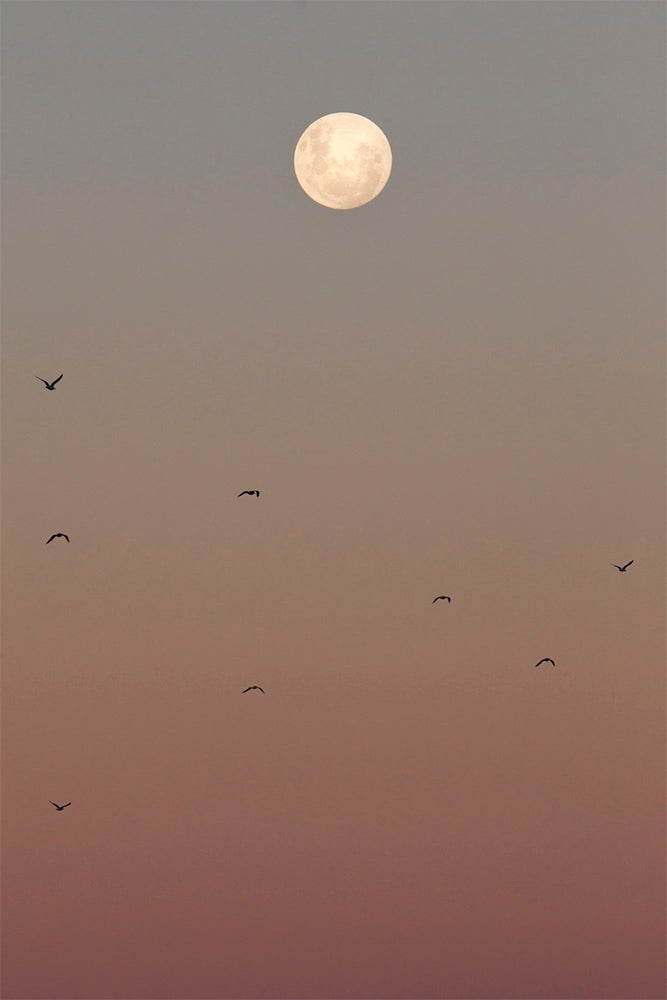 Moon Rise | Byron Bay – Landscape Photography