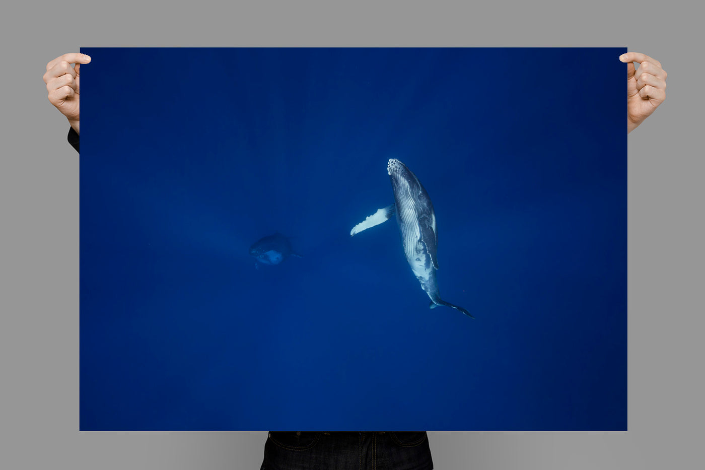 My Mother | Tonga – Wildlife Photography