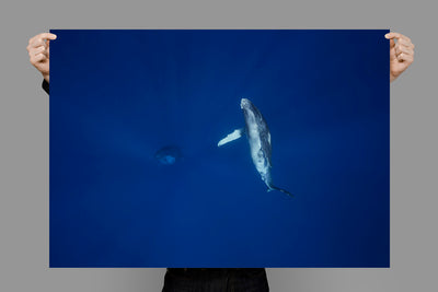 My Mother | Tonga – Wildlife Photography