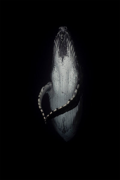 Namaste | Tonga – Wildlife Photography