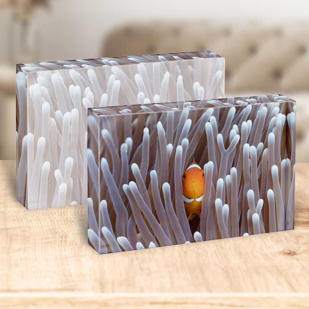 Nemo | Australia – Acrylic Block