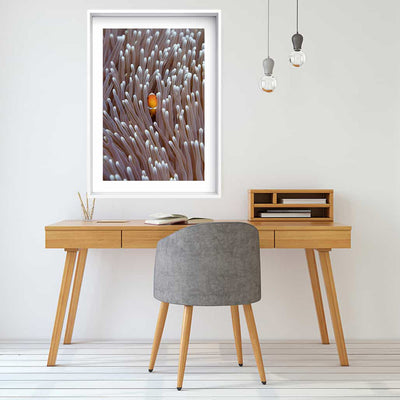 Nemo | Australia – Wildlife Photography Prints & Frames