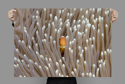 Nemo - Horizontal | Australia – Wildlife Photography