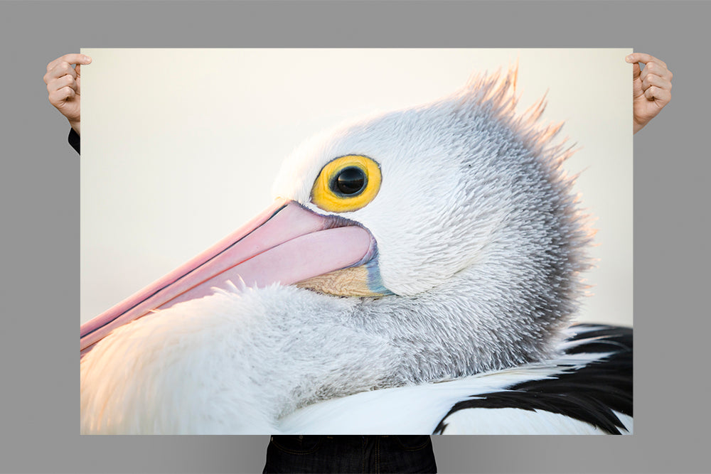 Pelican | Byron Bay – Wildlife Photography Prints & Frames