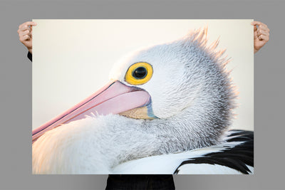 Pelican | Byron Bay – Wildlife Photography Prints & Frames