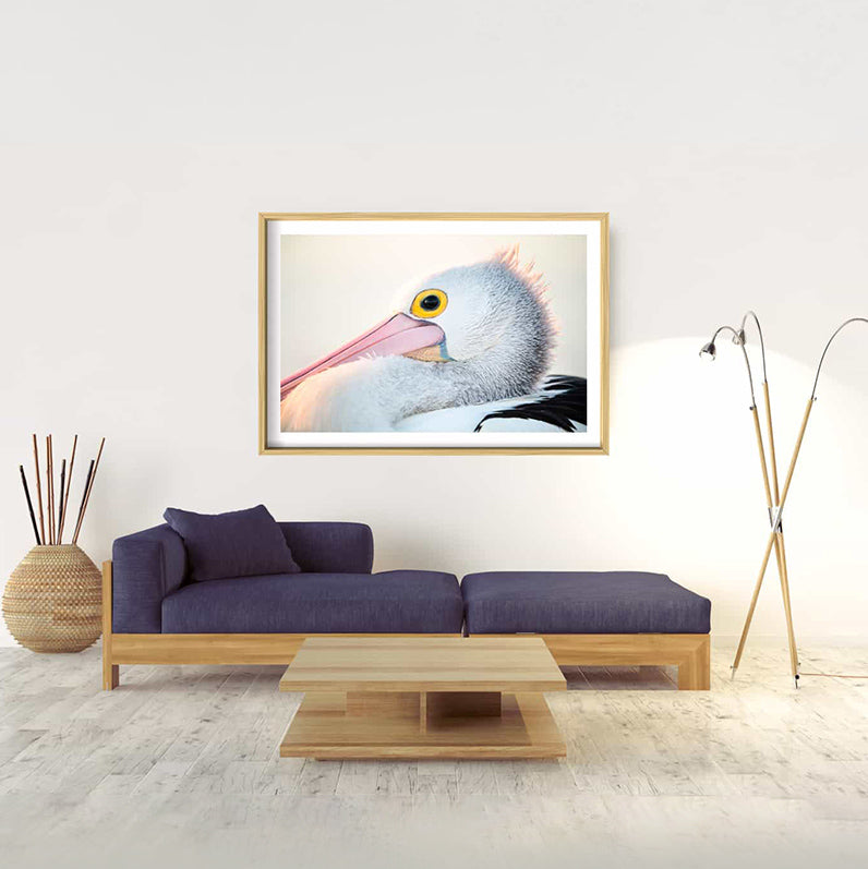 Pelican | Byron Bay – Wildlife Photography Prints & Frames