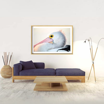 Pelican | Byron Bay – Wildlife Photography Prints & Frames