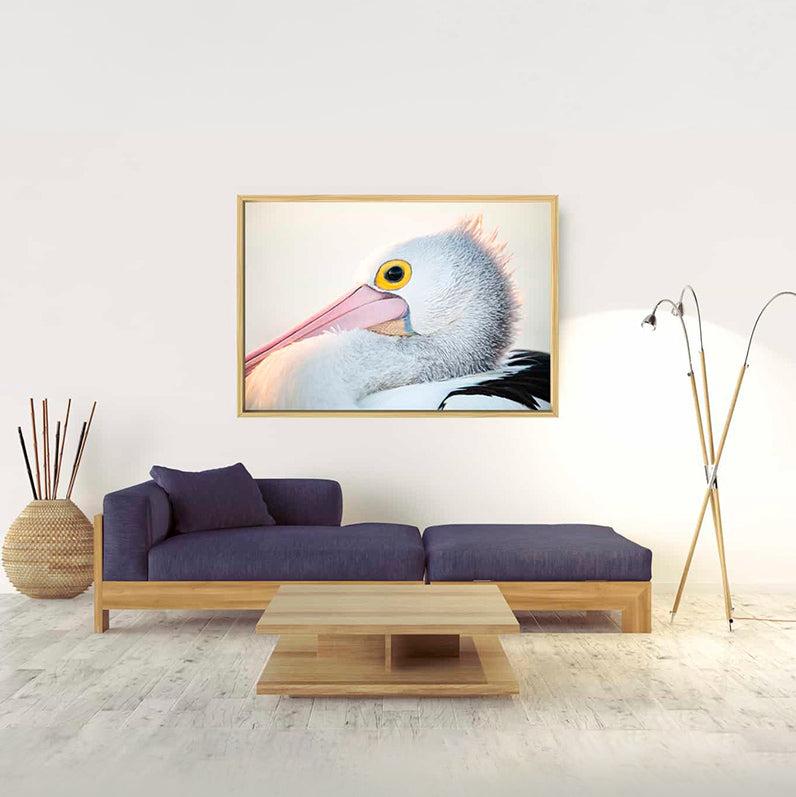 Pelican | Byron Bay – Wildlife Photography Prints & Frames