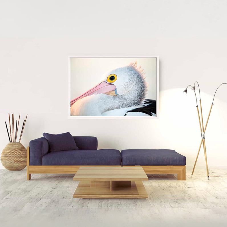 Pelican | Byron Bay – Wildlife Photography Prints & Frames