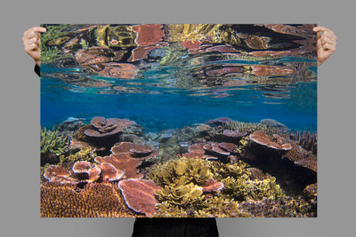 Reef | Australia – Ocean Photography