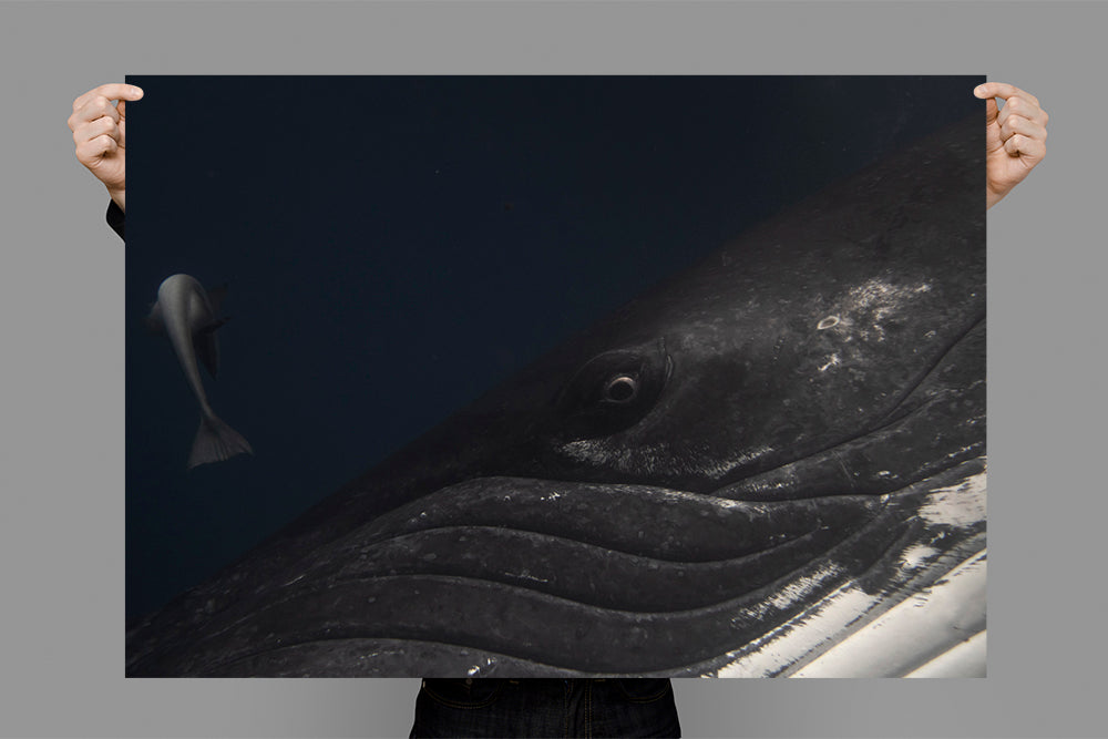 Remora and the Whale  | Tonga – Wildlife Photography