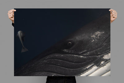 Remora and the Whale  | Tonga – Wildlife Photography