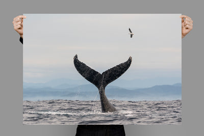 Salute | Byron Bay – Wildlife Photography Prints & Frames