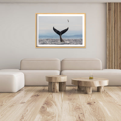 Salute | Byron Bay – Wildlife Photography Prints & Frames