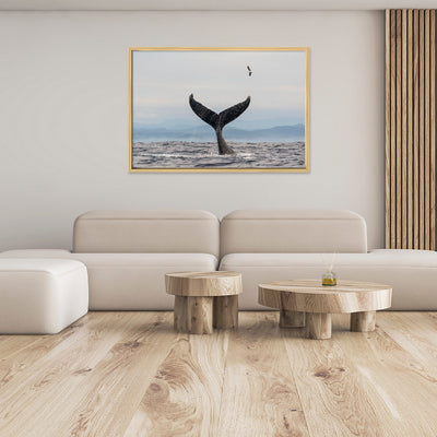 Salute | Byron Bay – Wildlife Photography Prints & Frames