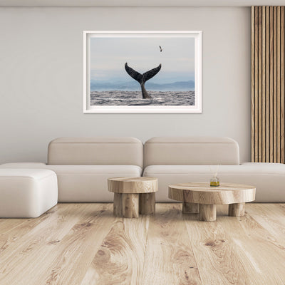 Salute | Byron Bay – Wildlife Photography Prints & Frames