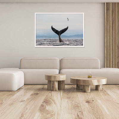 Salute | Byron Bay – Wildlife Photography Prints & Frames