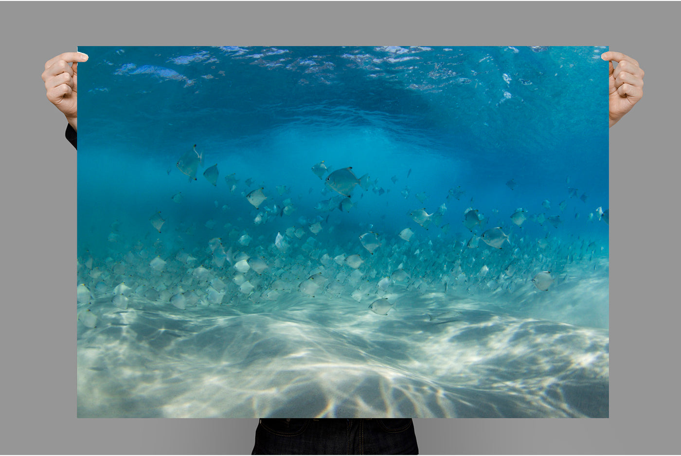 Schools Out | Byron Bay – Wildlife Photography