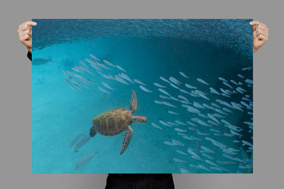 Schools Out | Heron Island – Wildlife Photography