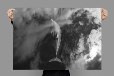 Sea to Sky (Black and White) | Byron Bay – Wildlife Photography