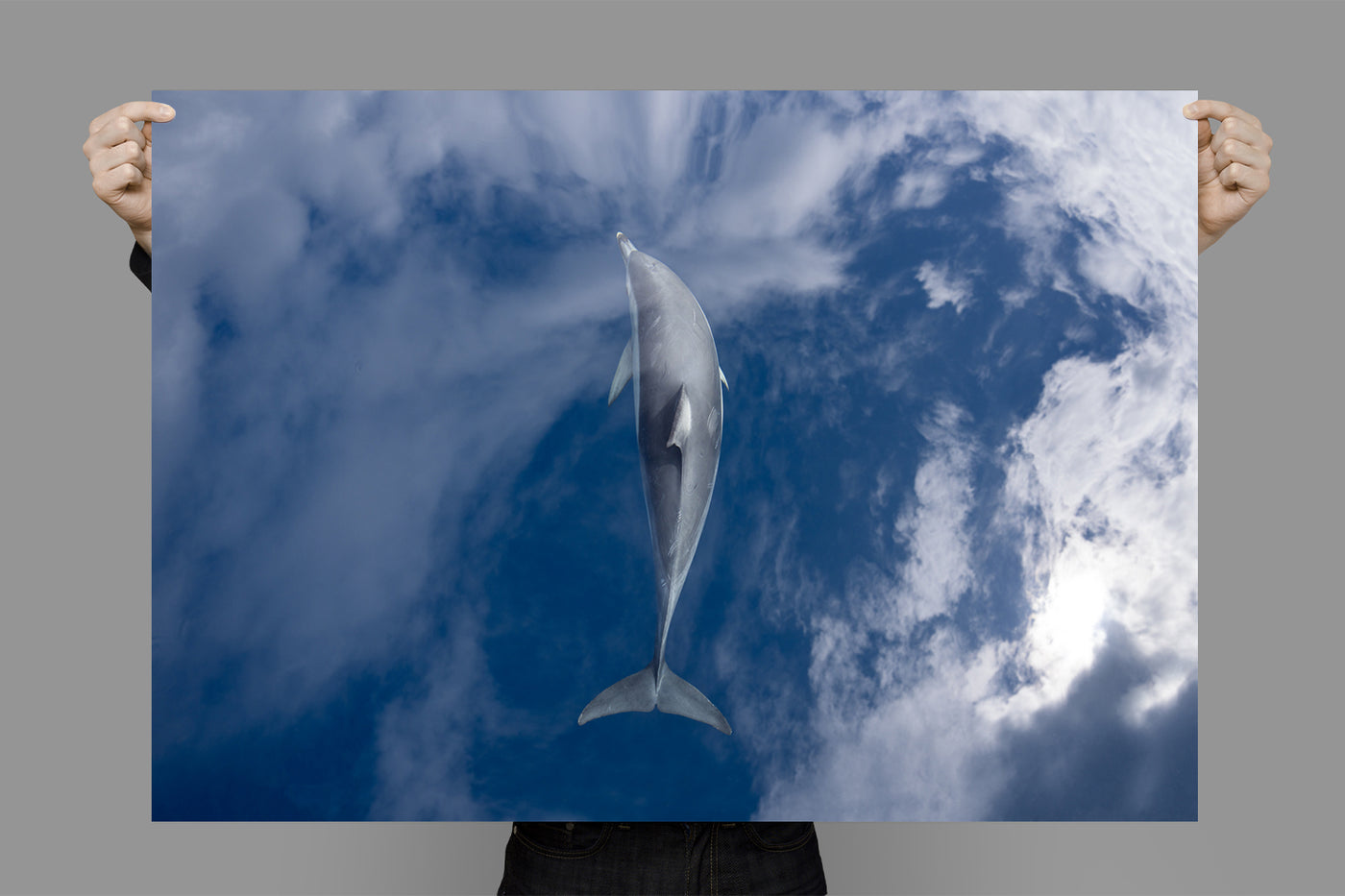 Sea to Sky | Byron Bay – Wildlife Photography