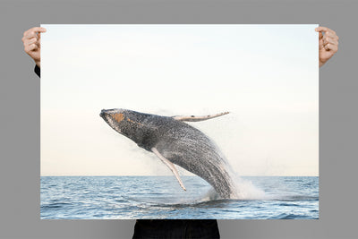 Sky High | Byron Bay – Wildlife Photography Prints & Frames
