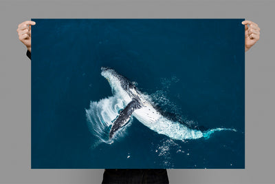 Slap | Byron Bay – Wildlife Photography