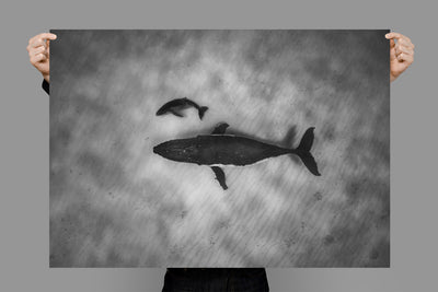 Sleepy Heads Tonga: Stunning Photography Art Prints