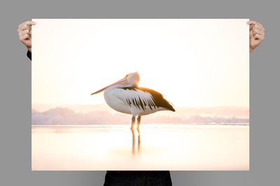 Sunny | Byron Bay – Wildlife Photography
