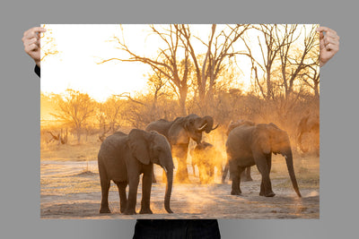 Sunset Crew | Africa – Wildlife Photography