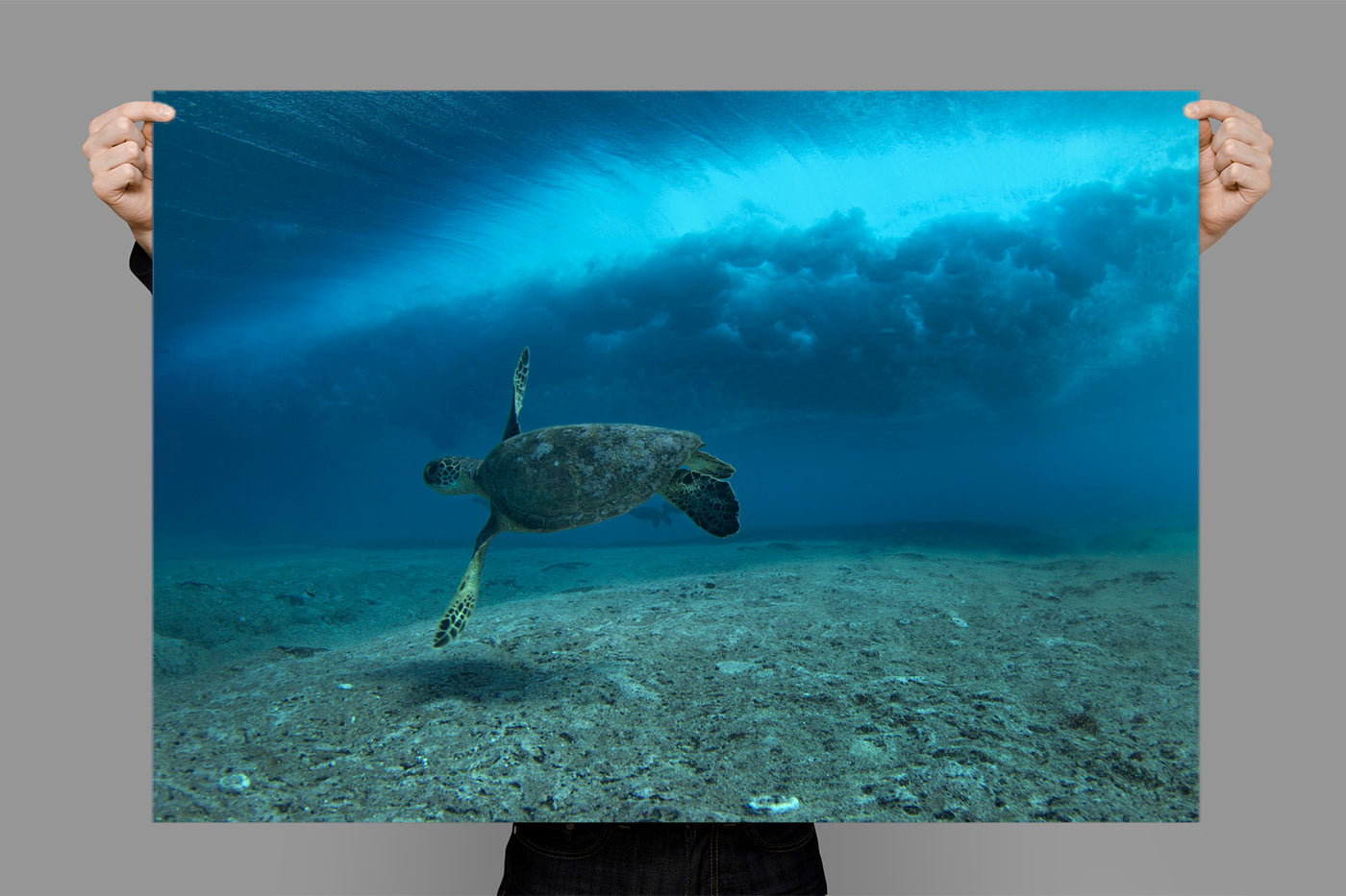 Surfing Turtle | Hawaii – Wildlife Photography