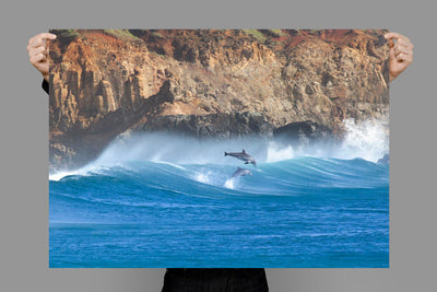 Synchronised | Lennox Head – Wildlife Photography