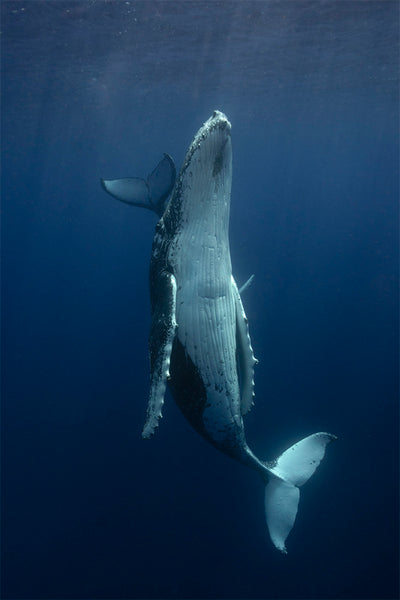 Take A Break | Tonga – Wildlife Photography
