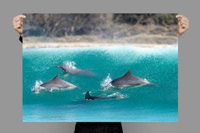 Tallows Crew | Byron Bay – Wildlife Photography
