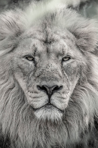 The King | Africa – Wildlife Photography