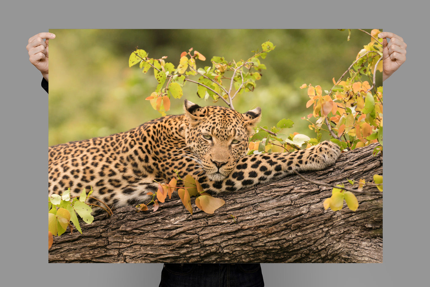 The Leopard | Africa – Wildlife Photography