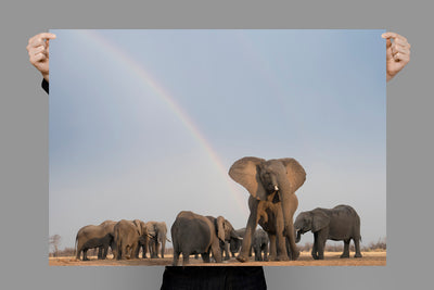 The Waterhole | Africa – Wildlife Photography