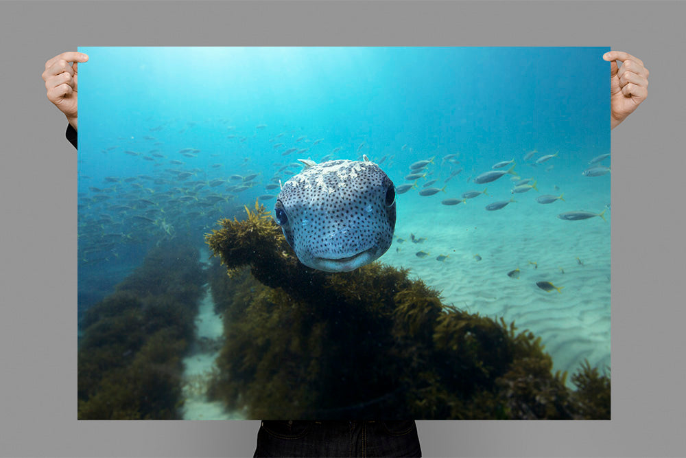 Thomas | Byron Bay – Ocean & Wildlife Photography Prints